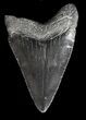 Bargain, Juvenile Megalodon Tooth - Georgia #43041-1